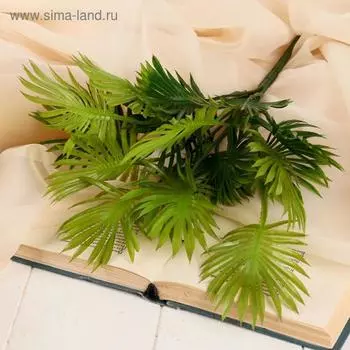 Букет "Саговник" 40 см, микс