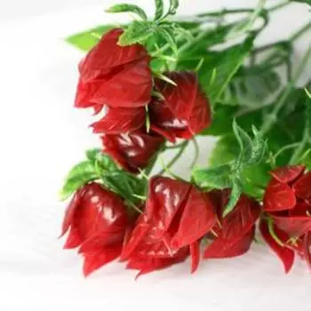 Букет "Яркий физалис" 30 см, микс