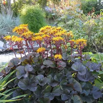 Бузульник "Othello", р-р I, 1 шт, Весна 2024