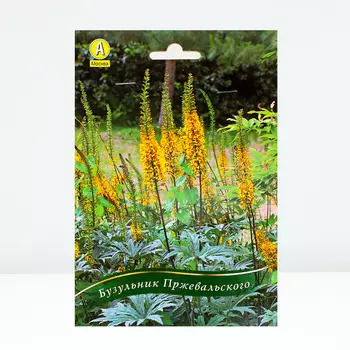 Бузульник Пржевальского, 1 шт, Весна 2024