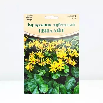 Бузульник "Twilight", р-р I, 1 шт, Весна 2024