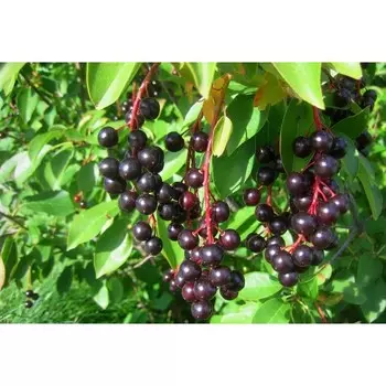 Черемуха Мавра, Горшок Р9, 1 шт, Август 2022