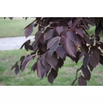 Черемуха Пурпурная свеча, Горшок Р9, 1 шт, Август 2022