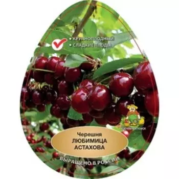Черешня "Любимица Астахова ", 1 шт, туба, Весна 2023