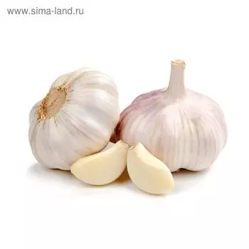 Чеснок озимый Добрыня 50+, сетка 10 кг