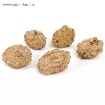 Чинеза, плоды каменного дерева, 5 шт., отбелённый