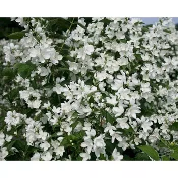 Чубушник Балет мотыльков, Горшок Р9, 1 шт, Август 2022