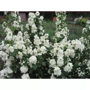 Чубушник Снежная буря, Горшок Р9, 1 шт, Август 2022