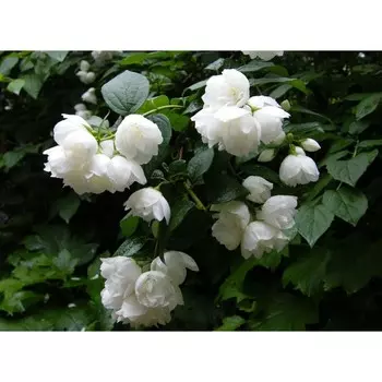 Чубушник Виргинал (P9), 1 шт, Весна 2024