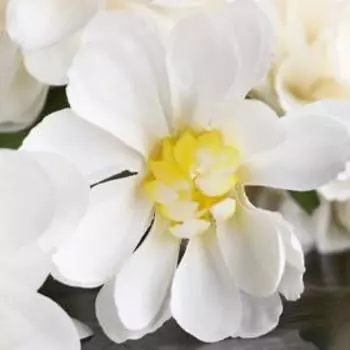 Цветы искусственные "Георгин королевский" 9х65 см, белый