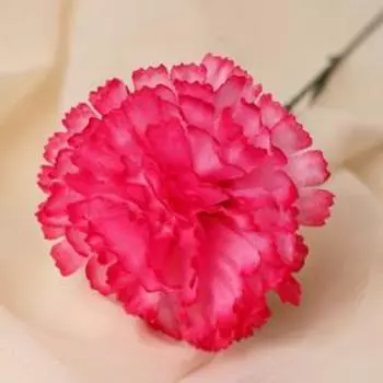 Цветы искусственные «Гвоздика», h=37 см, розовые