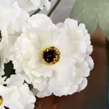 Цветы искусственные «Космея махровая», 858 см, белые