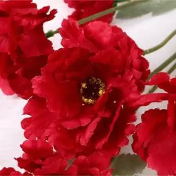 Цветы искусственные «Космея махровая», 858 см, бордовые