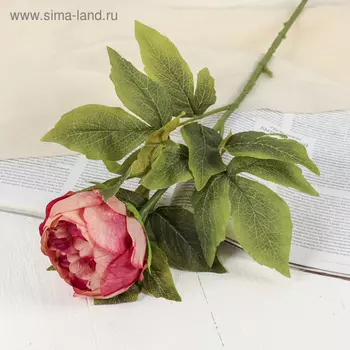 Цветы искусственные "Крупный пион" 9х70 см, бордовый с белым