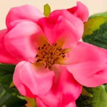 Цветы искусственные "Магнолия" 5*56 см, розовая