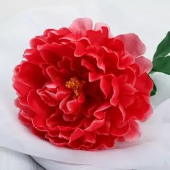 Цветы искусственные «Пион бархатный», 1555 см, розовые