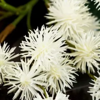 Цветы искусственные «Рицина», 2.573 см, белые