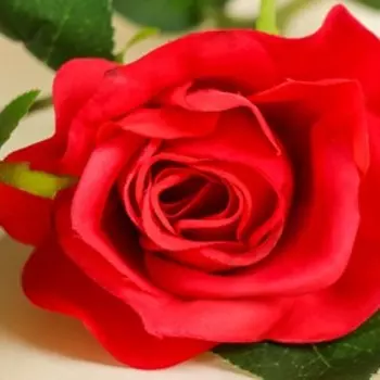 Цветы искусственные "Роза Глория" 8*48 см, красная