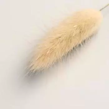 Сухоцветы «Лагурус», h=65 см, (фасовка 30 шт., цена за 1 шт.), бежевые