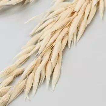 Декор сухоцвет "Овёс колосья" (связка 50 гр) 75 см, бежевый