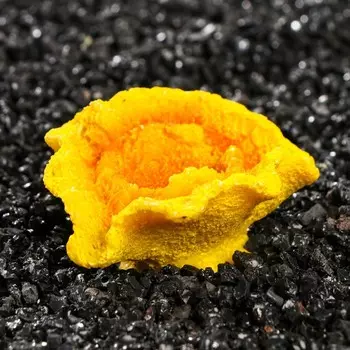 Декоративный коралл Каталофиллия, 6,5 х 5,5 х 3 см