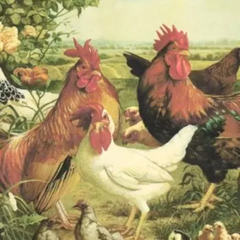 Декупажная карта "Курицы, петухи, цыплята" плотность 45 г/м2 формат А4