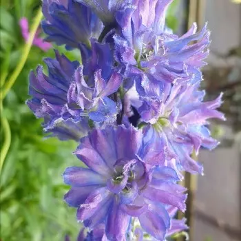 Дельфиниум Хайлендер Свит Сенсейшн, 1 шт, Весна 2024