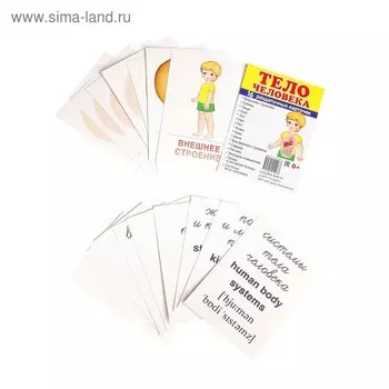 Демонстрационные картинки "Тело человека" 16 карточек, 63х87 мм