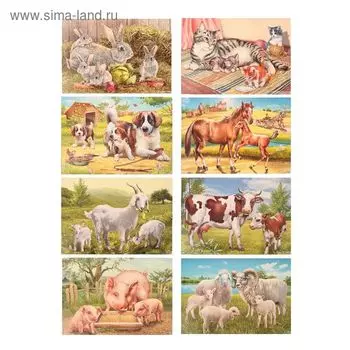 Демонстрационные картины "Домашние животные" 8 плакатов, А3+