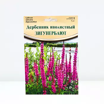 Дербенник "Zigeunerblut", р-р I, 1 шт, Весна 2024