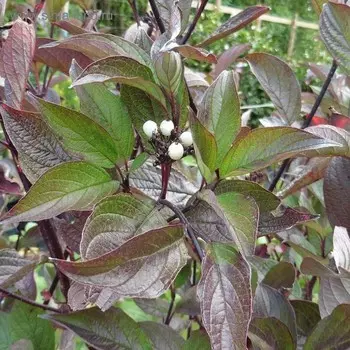 Дерен киссельринги, горшок р9, 10-20 см высота, 1 шт