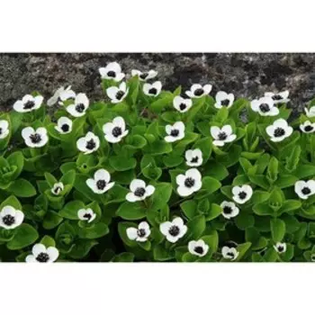 Дерен Шведера, горшок р9, 20-40 см высота, 1 шт