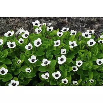 Дерен Шведера, С3 (горшок 3 л), 40-60 см высота, 1 шт