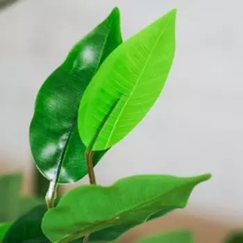 Дерево искусственное «Плюмерия», h=90 см