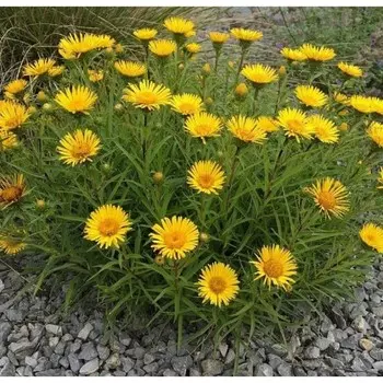 Девясил мечелистный , Горшок Р9, 1 шт, Весна 2024