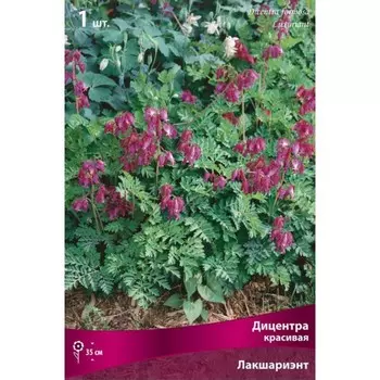 Дицентра "красивая Лакшариэнт", 1 шт, р-р I, Весна 2023
