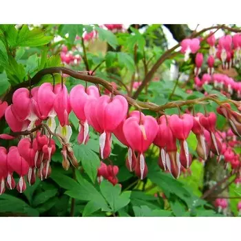 Дицентра великолепная, 1 шт, Весна 2024