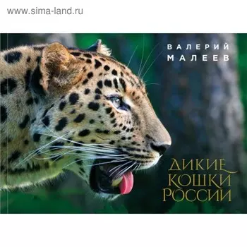 Дикие кошки России: иллюстрированный авторский фотоальбом. Малеев В. Г.