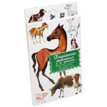 Домашние животные и их детёныши