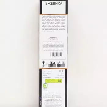 Ежевика «Куачита», саженец, туба, 1 шт.