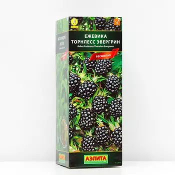 Ежевика Торнлесс Эвергрин (P9), 1 шт, Весна 2024