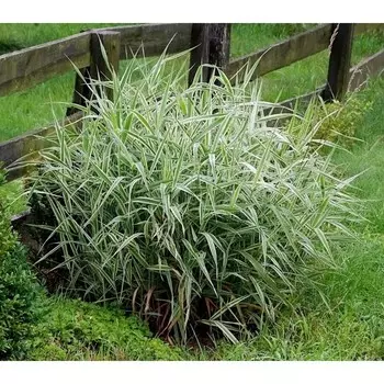 Фалярис Элегантиссима, Горшок Р9, 1 шт, Август 2022