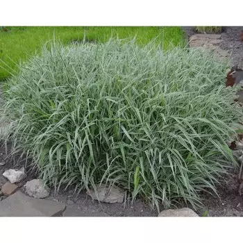 Фалярис тростниковидный "Вариегата"(двукисточник тростниковый) , Горшок С3, 1 шт, Весна 2024 10417