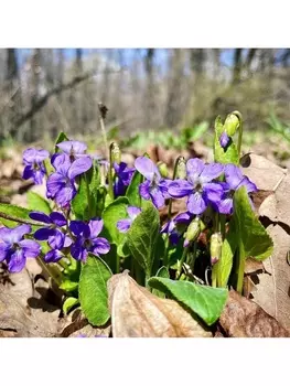 Фиалка маньчжурская, р-р I, 1 шт, Весна 2025