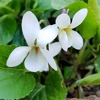 Фиалка сестринская "Альба", Горшок С3, 1 шт, Весна 2024