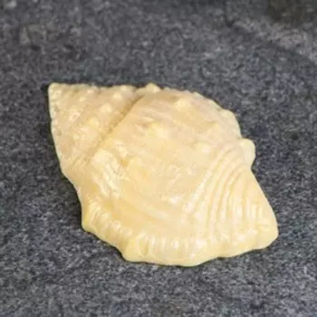 Фигурное мыло "Ракушка №2" 90гр