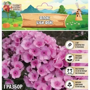 Флокс "Бэби Фейс" р-р I, 2 шт, Весна 2025