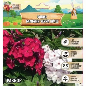 Флокс «Бамбини Черри Краш» корневище в пакете с торфогрунтом, р-р I, 2 шт.