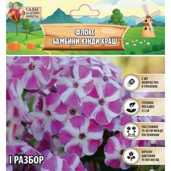 Флокс "Бамбини Кэнди Краш" р-р I, 2 шт, Весна 2025