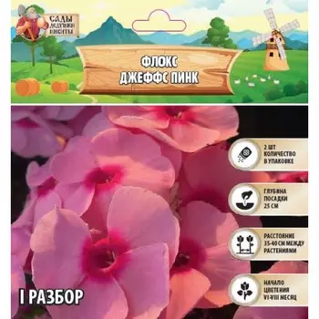 Флокс "Джеффс Пинк" р-р I, 2 шт, Весна 2025